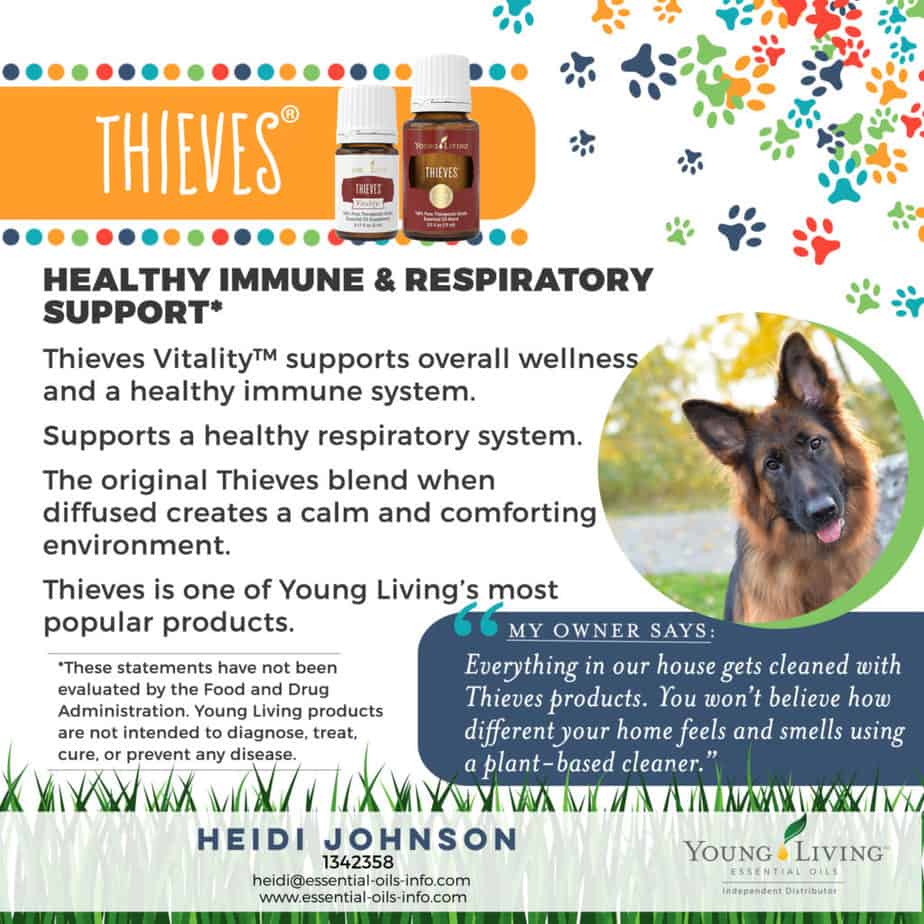 Common And Surprising Ways To Use Essential Oils For Dogs   17 Dogs Thieves 1024x1024 