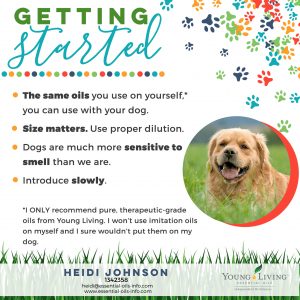 start using essential oils on dogs