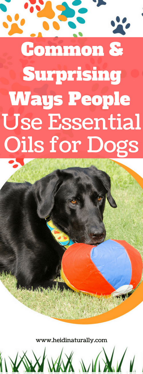 oils to use on dogs