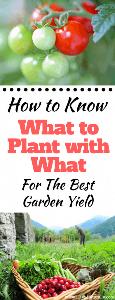 What to plant with what for best garden yield