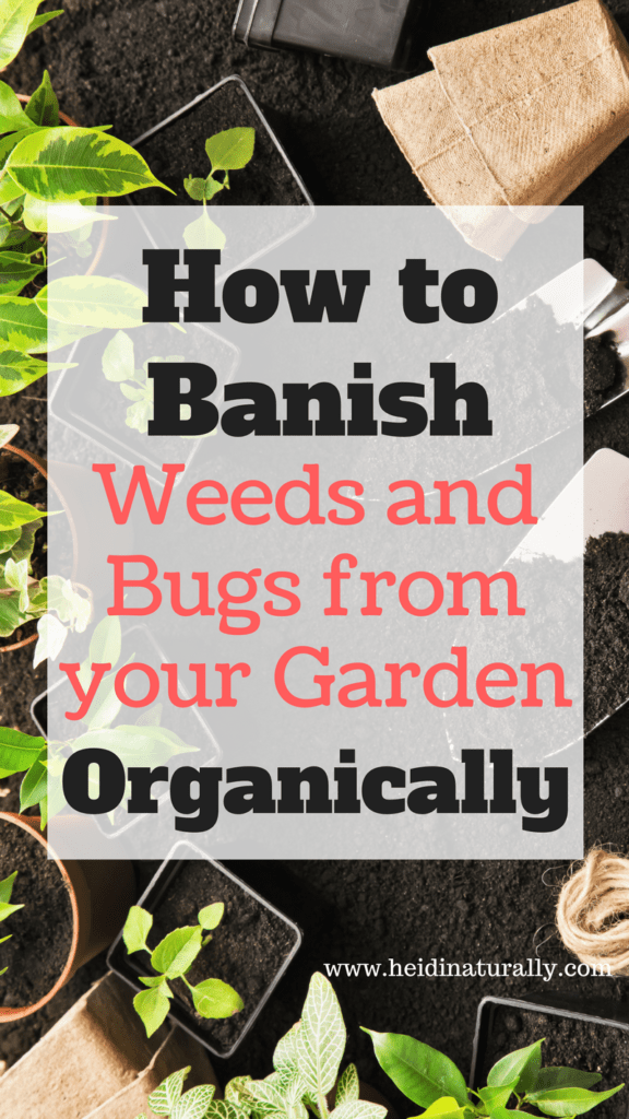 Uncommon tips to keep weeds and bugs away in a successful garden using no chemicals. Learn our best secrets for simple organic weed and pest control.