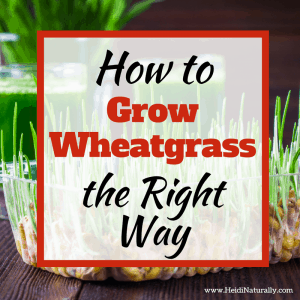 How to Grow Wheatgrass the Right Way