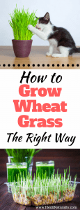 how to grow wheatgrass