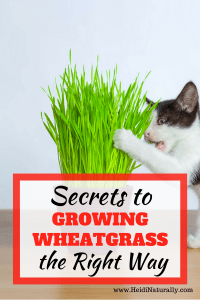 how to grow wheatgrass