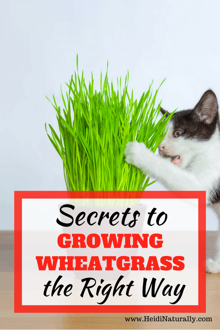 How to Grow Wheatgrass the Right Way Fact Sheet to Grow Indoors