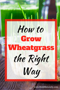 grow wheatgrass | health benefits of wheatgrass