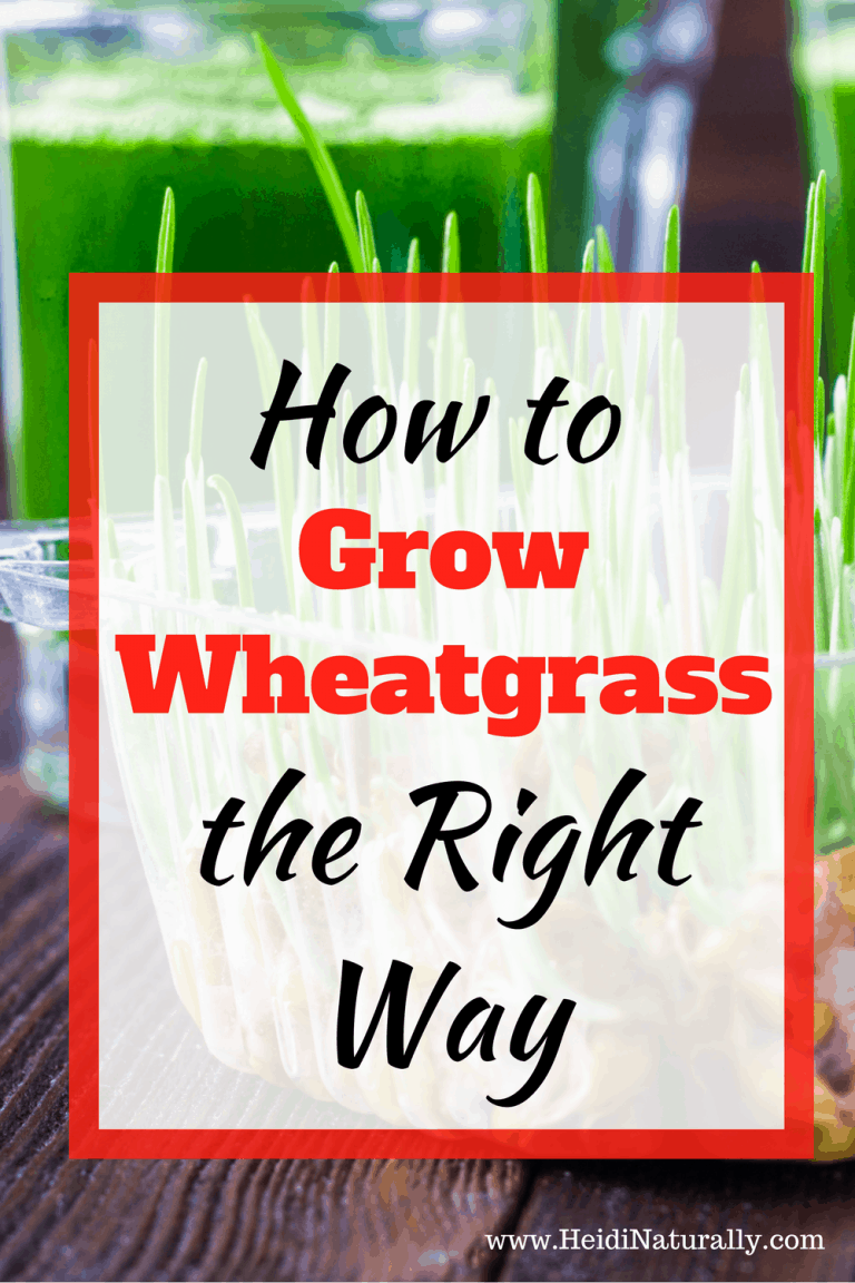 How to Grow Wheatgrass the Right Way Fact Sheet to Grow Indoors