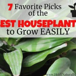 best houseplants fb best house plants