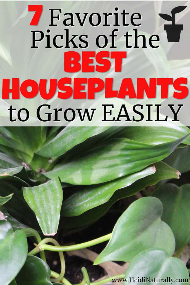 Find out the best houseplants that are easy to grow. Learn which low maintenace plants are best for beginners or people with a black thumb. #besthouseplants #plants #lowmaintenance
