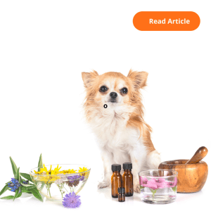 essential oils for dogs